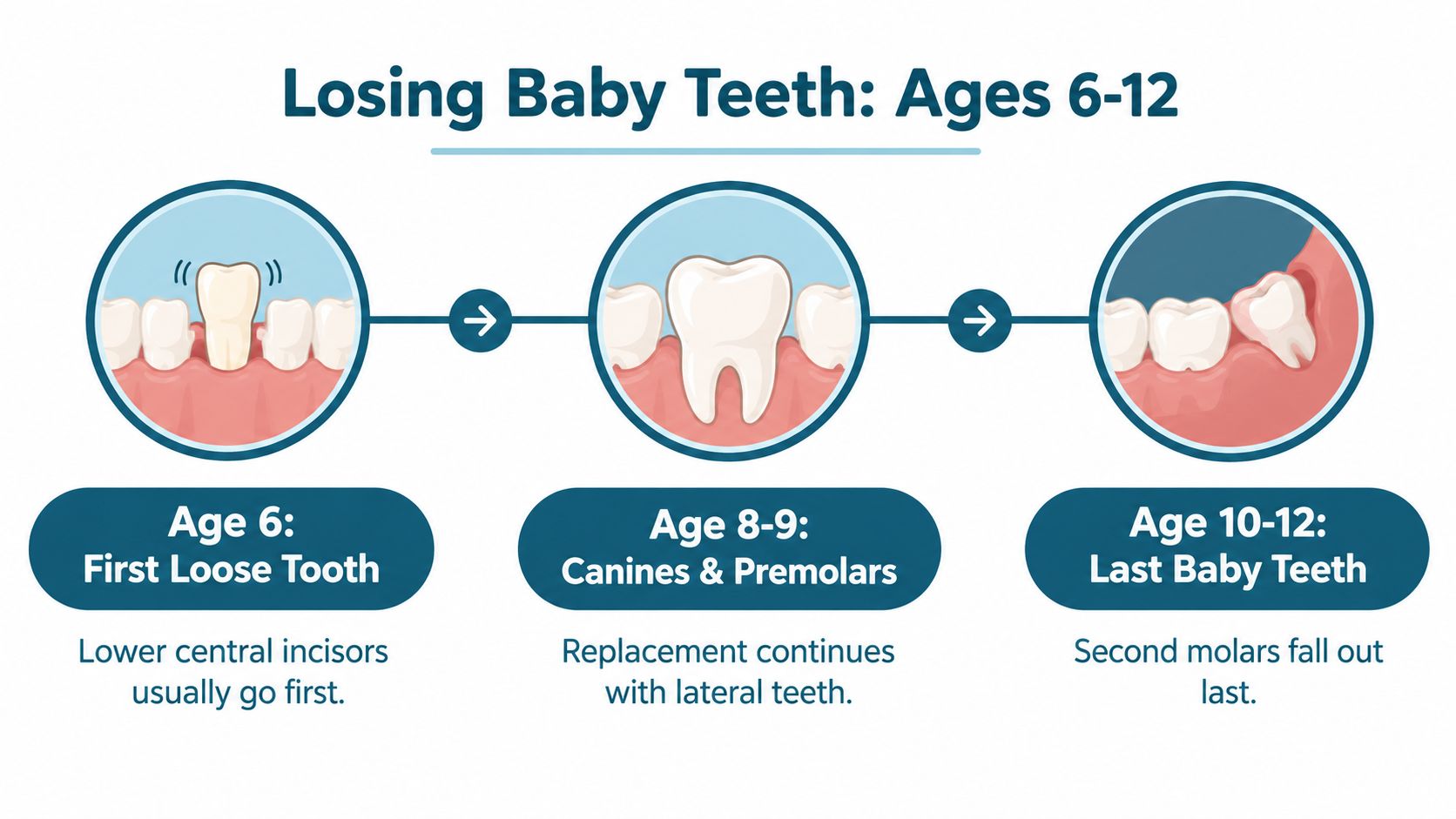 A timeline graphic illustrating the stages of children losing baby teeth between the ages of six and twelve.